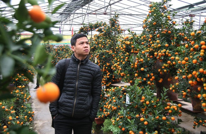 Quất khủng dáng long phụng, không bán chỉ cho thuê giá 50 triệu đồng